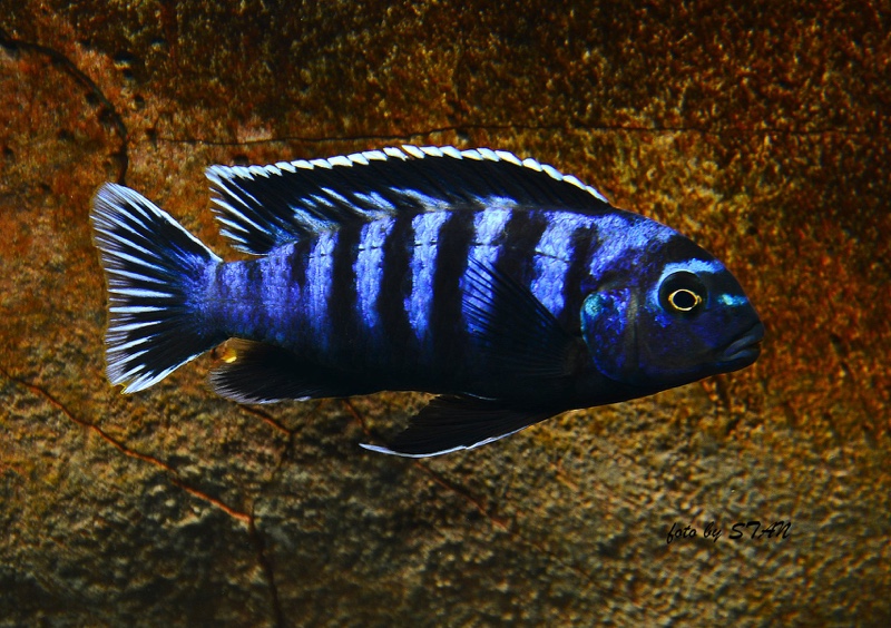 Chindongo saulosi 'Taiwanee Reef'
